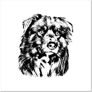 Australian Shepherd  - Aussie Posters and Art